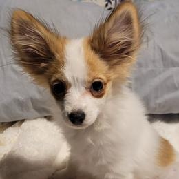 Papillon Puppies from Pam Firestone Bailey
