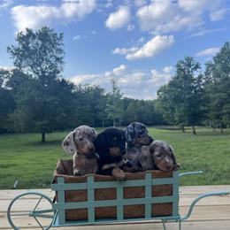Dachshund Puppies from Golden Creek Farm