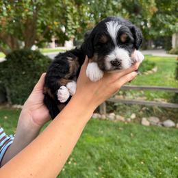 Dottie - Tri-color female Bernedoodle puppy in Yuba City, California from Ranch House Doodles