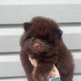 Flynn- 3800.00 dollars - Chocolate and tan male Pomeranian puppy in Perry County, Ohio from Speechless Pom’s