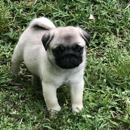Bulldog and Pug Puppies from JR’s Pugs