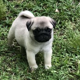 Bulldog and Pug Puppies from JR’s Pugs