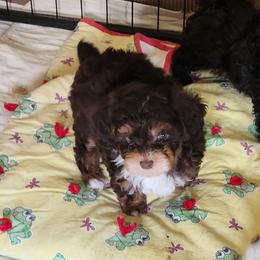 Twix - Chocolate male Pomeranian puppy in Tyner, Kentucky from Tanner's Majestix Kennels