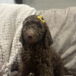 Honey - Chocolate female Goldendoodle puppy in Arlington, Texas from Chambers Doodle Patch