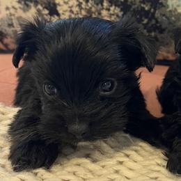 CKC KB Black - Tuck - Black and tan male Yorkshire Terrier puppy in Calhoun, Georgia from Peach State Yorkies
