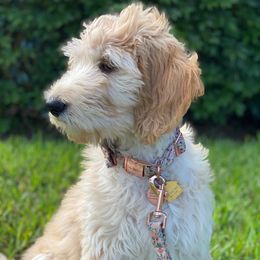 Goldendoodle Puppies from SunriseDoodles