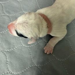 Minnie - White and black female Dalmatian puppy in San Antonio, Texas from Salermo’s farm