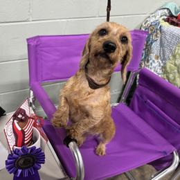 Reagan - Dachshund