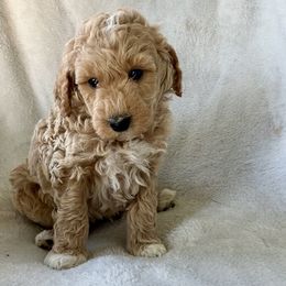 Girl 3 - Apricot female Goldendoodle puppy in Lapeer, Michigan from Doodle All Day