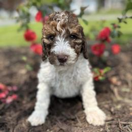 Bernedoodle and Goldendoodle Puppies from Adirondack Poodles Goldendoodles,Bernedoodles & Schnoodles