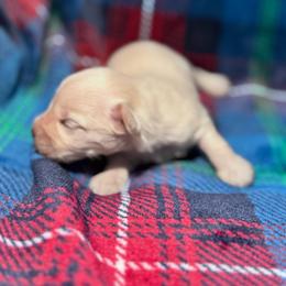 Male 4 - White male Miniature Schnauzer puppy in Seagoville, Texas from JC miniature schnauzers