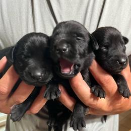 Boy 2 - Black male Labrador Retriever puppy in Jacksboro, Texas from J and D Retrievers