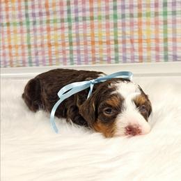 Poppy - Phantom female Bernedoodle puppy in Russell Springs, Kentucky from 270 Doodles