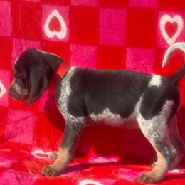 Ruger - Blue ticked and tan male Bluetick Coonhound puppy in Mount Pleasant, Texas from Harmons Hounds