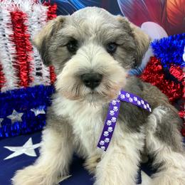 Gunner - Parti male Miniature Schnauzer puppy in Sylvania, Georgia from Southern Sky Miniature Schnauzers