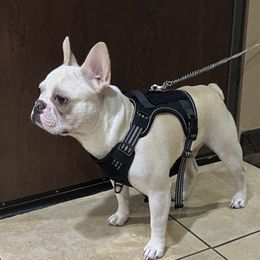 Paris - French Bulldog