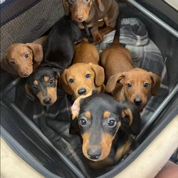 Dachshunds from Top-Notch Mini Dachshund