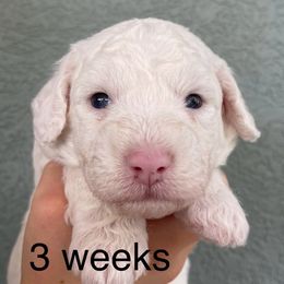 Black - White female Sheepadoodle puppy in Archer, Florida from Gainesville Sheepadoodles