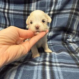 Max - White male Maltese puppy in Asheville, North Carolina from TCBs Glowing Maltese