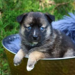 Dahlia - Wolf sable female Pomsky puppy in Missouri from Husky Hill Kennel