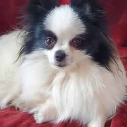 Poppy - Pomeranian