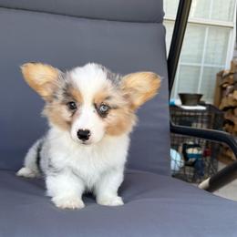 Bear-nard - Blue merle and white male American Corgi puppy in Decatur, Texas from Bar S Corgis