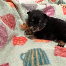 Sassy's girl - Black and tan female Pomeranian puppy in Decatur, Iowa from Lisa Greenhalgh