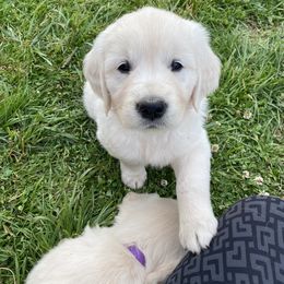 Golden Retriever Puppies from Autumn Lane Goldens