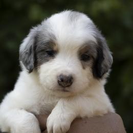 American Bully, Bernedoodle, Poodle, Sheepadoodle, and Whoodle Puppies from Wonderland’s Boujie Kennels