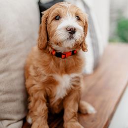 Goldendoodle Puppies from Deer Valley Doodles