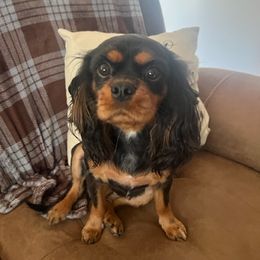 Favor - Cavalier King Charles Spaniel