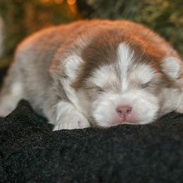 Jingle-lavendar - Lavender male Pomsky puppy in Bremen, Indiana from AMS Pomeranians and Pomskies in Indiana