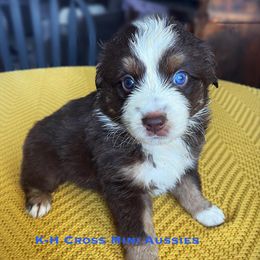 Aussiedoodles and Miniature Australian Shepherds from K-H Cross Mini Aussies