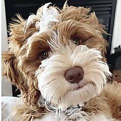 Shep - Australian Labradoodle