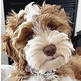 Shep - Australian Labradoodle