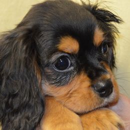 Boy 4 - Cavalier King Charles Spaniel puppy from Mid Lake Cavaliers