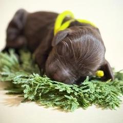 Boy 2 - Liver male Boykin Spaniel puppy in Capron, Virginia from Triple Creek Kennel