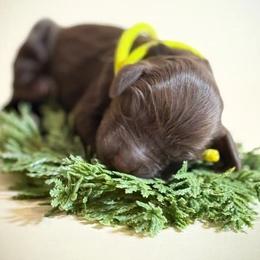 Boy 2 - Liver male Boykin Spaniel puppy in Capron, Virginia from Triple Creek Kennel