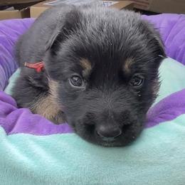 Dachshund and German Shepherd Puppies from Illyria Dox & GSD