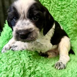 Habanero - Black and white male English Springer Spaniel puppy in Madison, Indiana from McCollough's Pawsome Spaniels and Danny's Delightful Dachshunds