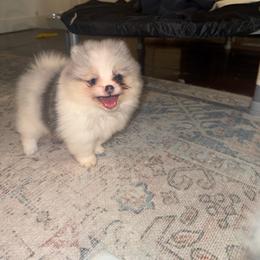 Honey - Blue merle female Pomeranian puppy in Fredericksburg, Virginia from Designer Dog Society