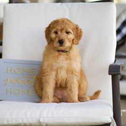 Australian Labradoodle Puppies from Bedrock Labradoodles