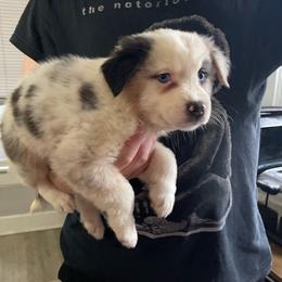 Lillipup - Blue merle female Australian Shepherd puppy in Kenosha, Wisconsin from Out of this World Aussies