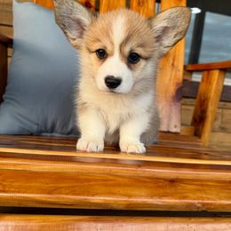 Scarlett - Red female Pembroke Welsh Corgi puppy in El Dorado Springs, Missouri from Trixie Dixie