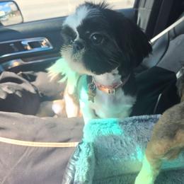 Ellie - Shih Tzu