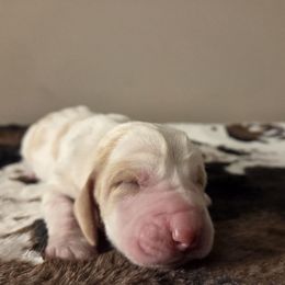 Boy 1 - Red and white male Basset Hound puppy in Denison, Texas from Emma Lou's Baby Bassets
