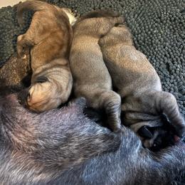 Girl 1 - Tawny female Boerboel puppy in Flemingsburg, Kentucky from Aussgardian Boerboels