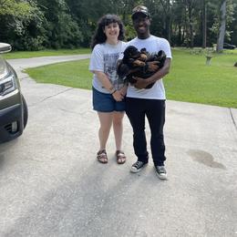 Girl 2 - Black and mahogany female Rottweiler puppy in Tallahassee, Florida from Patrick's Pups