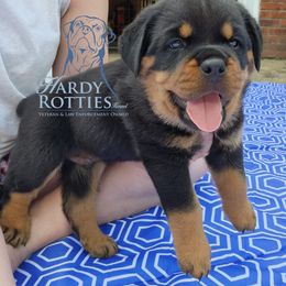 Rottweiler Puppies from Hardy Rotties