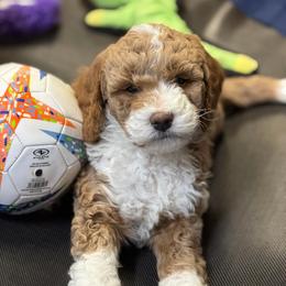 Coral - Phantom female Goldendoodle puppy in Great Falls, Montana from AnneLuna Goldendoodles